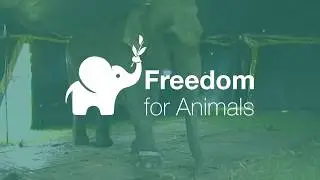 VICTORY: Wild Animals are Banned in Circuses in England!
