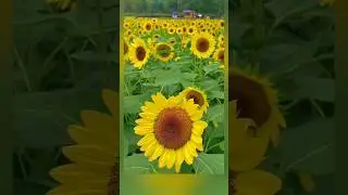 How to harvest sunflower/ সূর্যমুখী চাষ পদ্ধতি / #@TahminaUK #sunflower garden #nature #viral