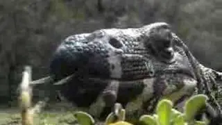 goanna