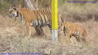 Choti Tara & Cubs