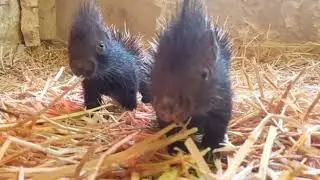 Newborn Porcupettes Take First Steps & Stomp Their Feet