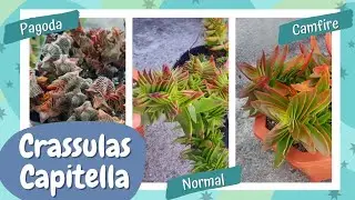 Crassulas Capitella: diferencias, cuidados y reproducción 🌱