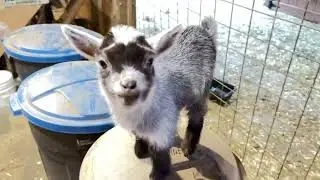 Who let the baby goats in here? #animals #goat #agriculture #funny #cute #baby 