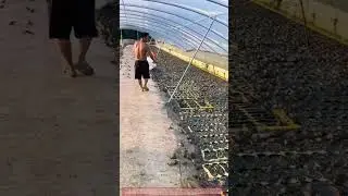 Intensive Thai Bullfrog Farming