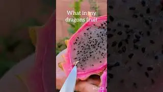 What's in my Dragon Fruit?#dragon #fruits #germationseed #plants