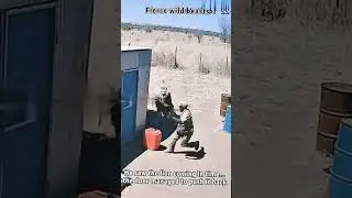 &ldquo;Wild Lion Suddenly Attacks a Man | Shocking Footage&rdquo;#viral #shorts #trending
