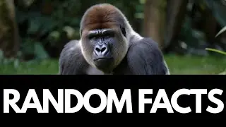 Random Facts to Expand Your Knowledge Part 2