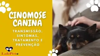 CINOMOSE CANINA TRANSMISS&Atilde;O, SINTOMAS, TRATAMENTO E PREVEN&Ccedil;&Atilde;O