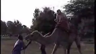Camel Rodeo - Kenyan style