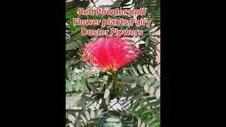 अनूठी सुन्दरता,Red Powder puff flower plants,Fairy Duster Flowers#shorts#viral#nature#youtubeshorts