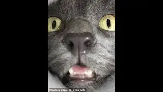 Cat watching in camera and sniffing it but its 1080p HD/ котёнок смотрит в камеру и нюхает её 1080HD