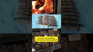 3 рыбы нашей страны, которые горят не хуже дров