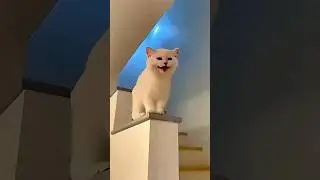 Anak Kucing Lucu Melompat 😍🐱