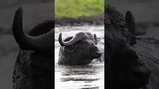 Buffalo Enjoying Mud Bath!