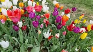 Flower Meditation; Istanbul Tulip Festival 🌷