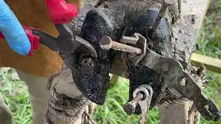 These Hooves Were in Terrible Condition! Massive Draft Horse Hoof Restoration