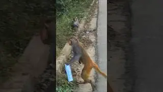 clever wild monkey are run away to take plastic box and food #monkey #monkeylove  #monkeygohappy
