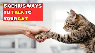5 Essential Cat Tips for Improving Communication and Bonding with Your Cat! 🐱❤️