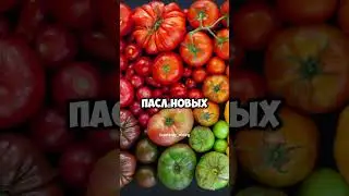 Вред помидоров