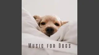 Soothing Doggy Dreamscape