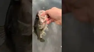 Beautiful bass attacks senko in lily pads #fishing #bassrelease #bigbassonly #bass #fish #outdoors