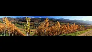 Weingut Mangold  in Bollschweil