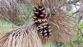 Austrian Pine/European Black Pine - Survival-Plant