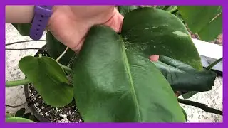 100+ HOUSEPLANTS | COMPLETE HOUSEPLANT TOUR SUMMER 2020