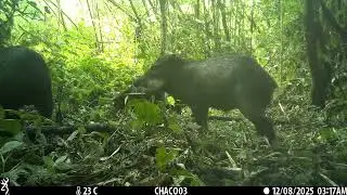Junglefonden