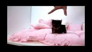 amazing tiny teacup puppy for sale teacup yorkie puppy
