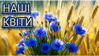 Волошки ❤️ Пісня про кохання