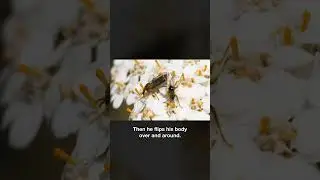 Lovebugs on a Honeymoon | #DeepLook #Shorts