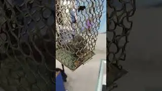 Shrew eating food in cage or trying to escape..