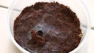 Phlogius sp. 