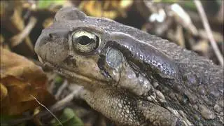 Raucous Toad calling (Sclerophrys capensis)