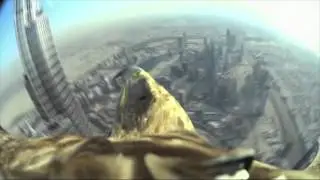 Un aigle équipé d'une caméra s'élance du plus haut gratte-ciel du monde