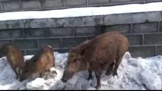 Wild Pigs on the road in winter snow | Murree Hills | Northern Pakistan