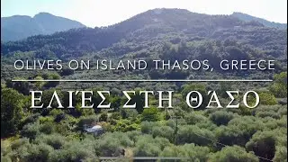 Olive trees on Island Thasos, Greece 🇬🇷 - by drone [4K]. #olivertree