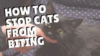 Как отучить кошек кусаться | Две сумасшедшие кошатницы #кошка #кошки