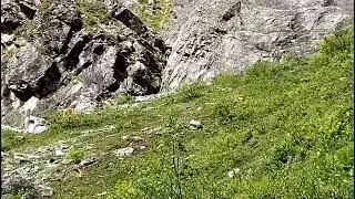 Himalayan wild sheep (Bharal) in valley of flowers National Park 