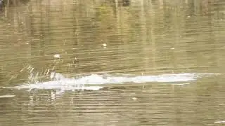 Otter at Barnwell country park.