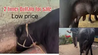Buffalo for sale 🙏 Low price 🙏#buffalo #cow#viral #love 