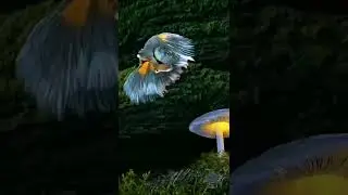 Fighter fish💯🔥🔥mass whatsapp status🔥🔥#youtubeshort #subscribe #nature #viral #shortvideo