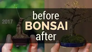 Rangkuman Before After Bonsai | #bonsai