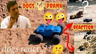 remote control car dogs prank 😲 | sleeping dogs react at rc car | rc car animal prank