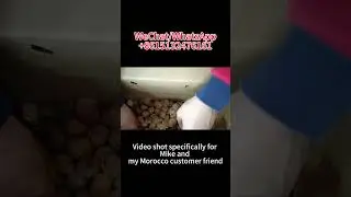 Video of hand-peeling 185 walnut inshell unwashed.Paper skin for my Morocco customer