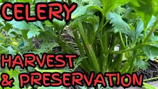 Первый сбор и заморозка сельдерея