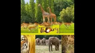 Thoiry Zoo. Wild Life. Part 2