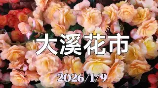 大溪花市 2026/1/9 大溪花市 一月 最新花訊介紹   #大溪花市