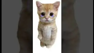 R.i.p El Gato 💔💔💔😭😭😭#elgato #bananacat #roblox #brookhaven #rip #ripelgato